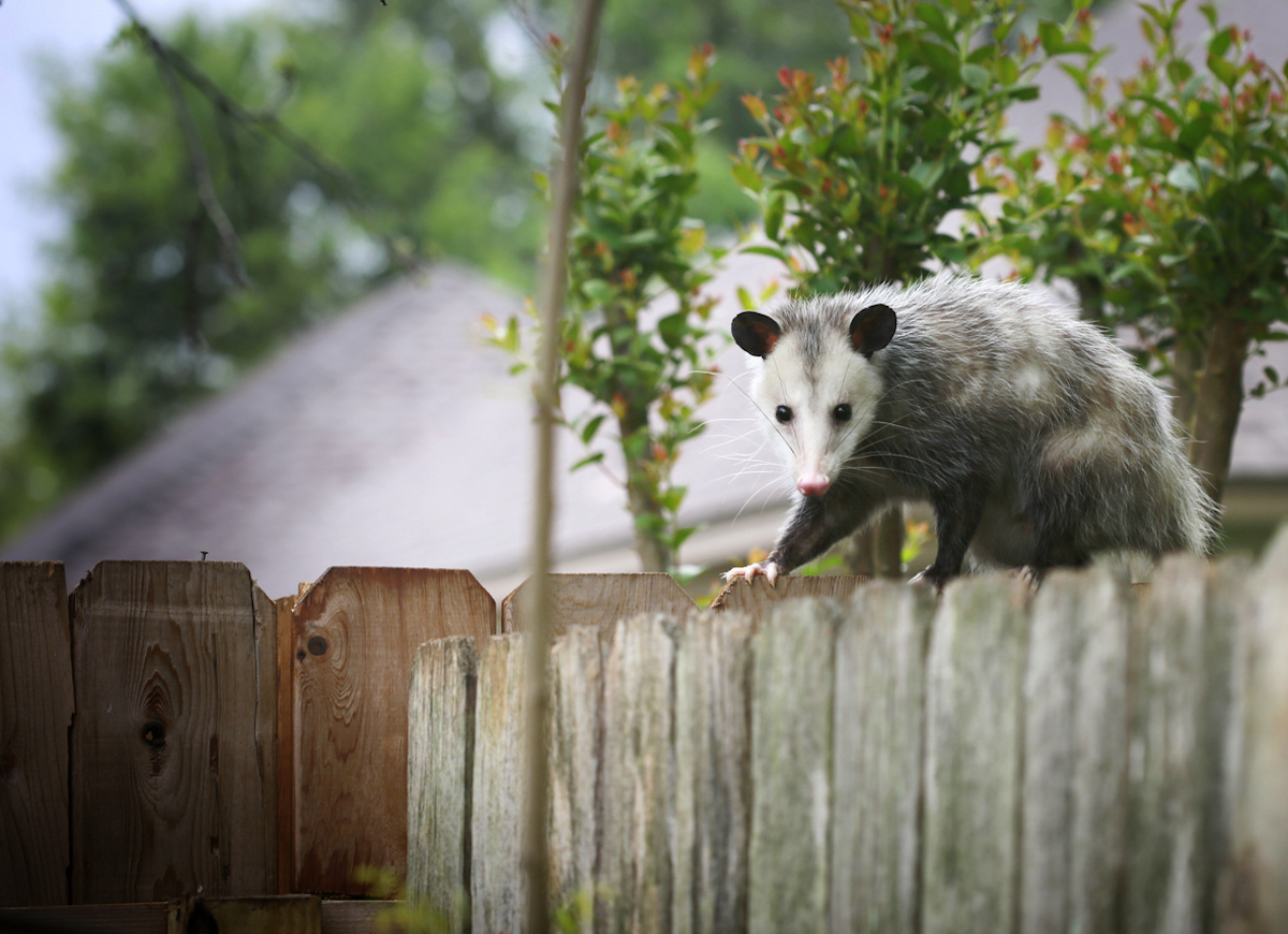 Opossums Eat Ticks