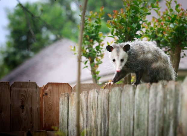 Opossums Eat Ticks