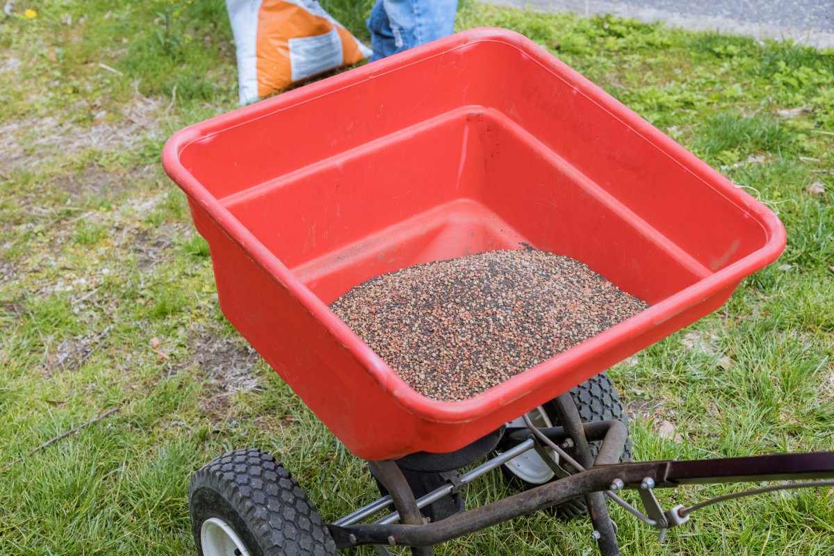 Landscapers sows lawn grass seeds with a drop lawn spreader in backyard.