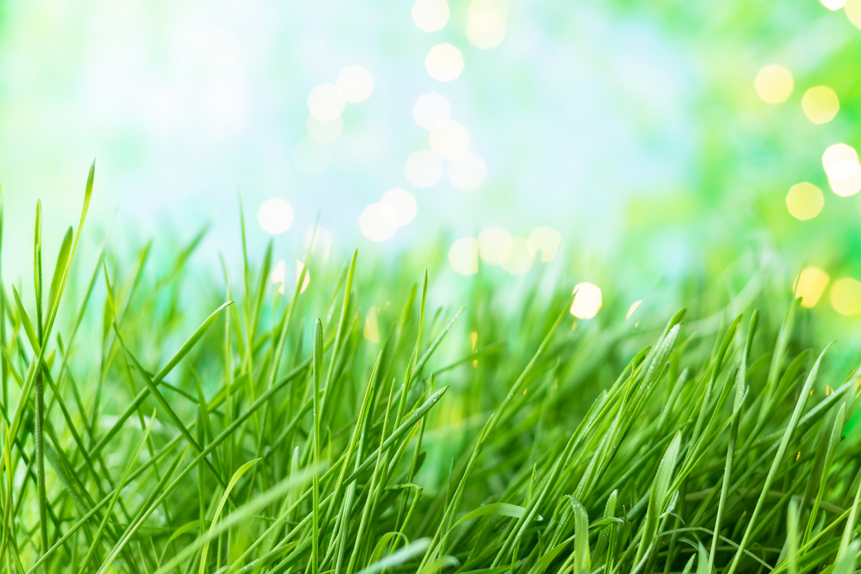 5 Good Reasons Not to Mow the Lawn This Weekend