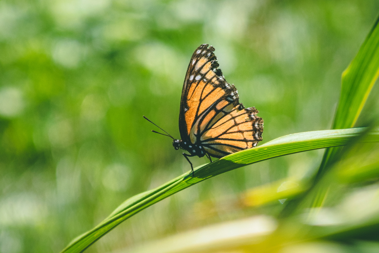 5 Good Reasons Not to Mow the Lawn This Weekend