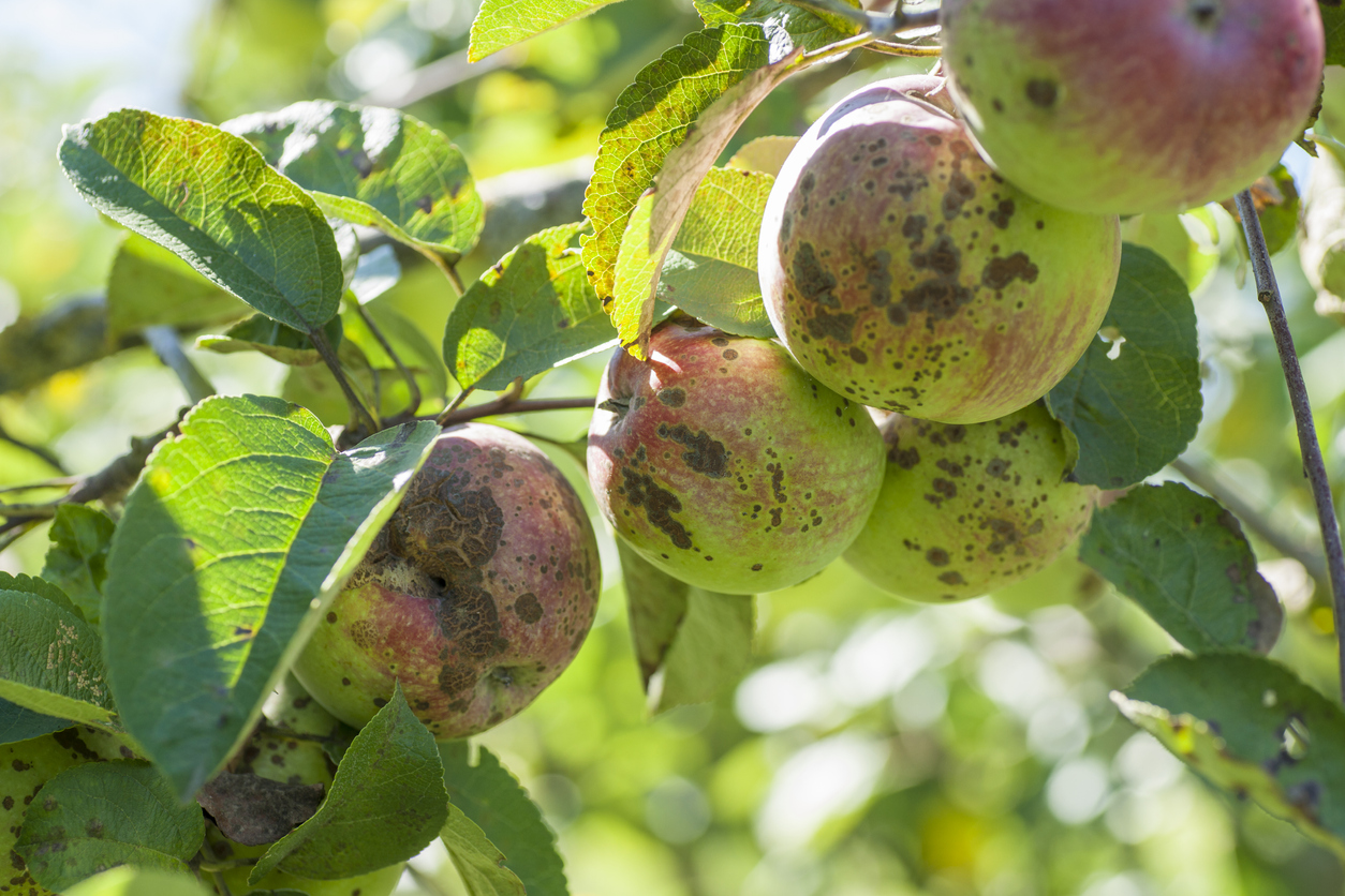 Fruits Infected by the Apple scab Venturia inaequalis. Orchard. Macro.