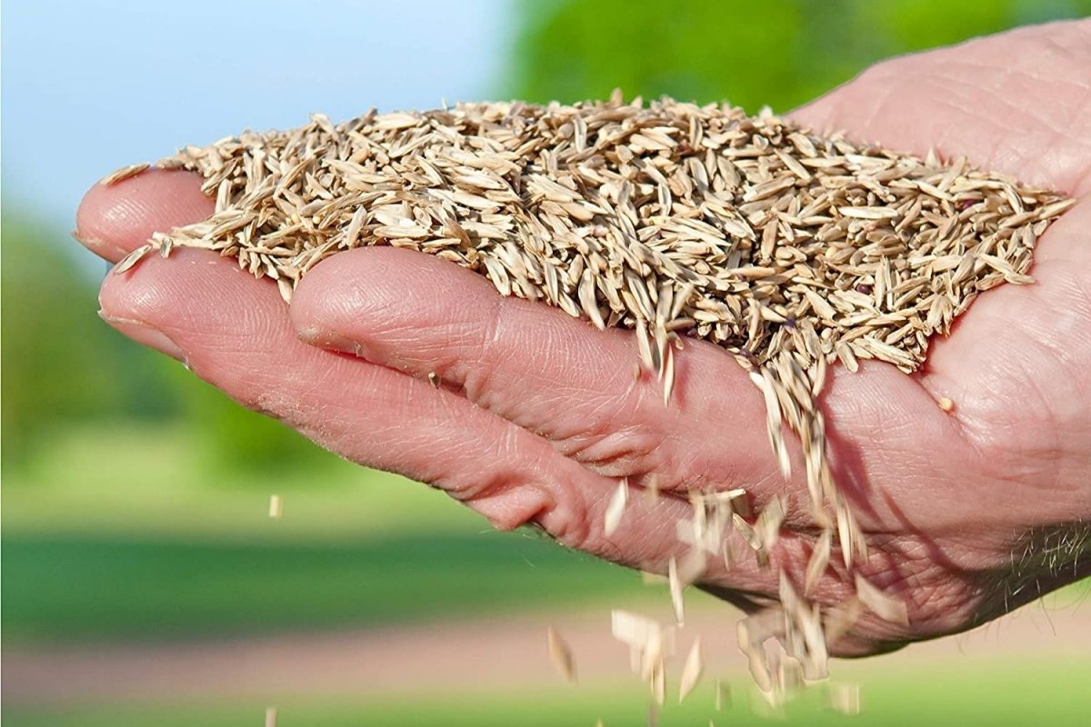 The Best Kentucky Bluegrass Seed Options