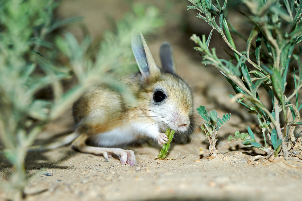 A little rabbit among some plants