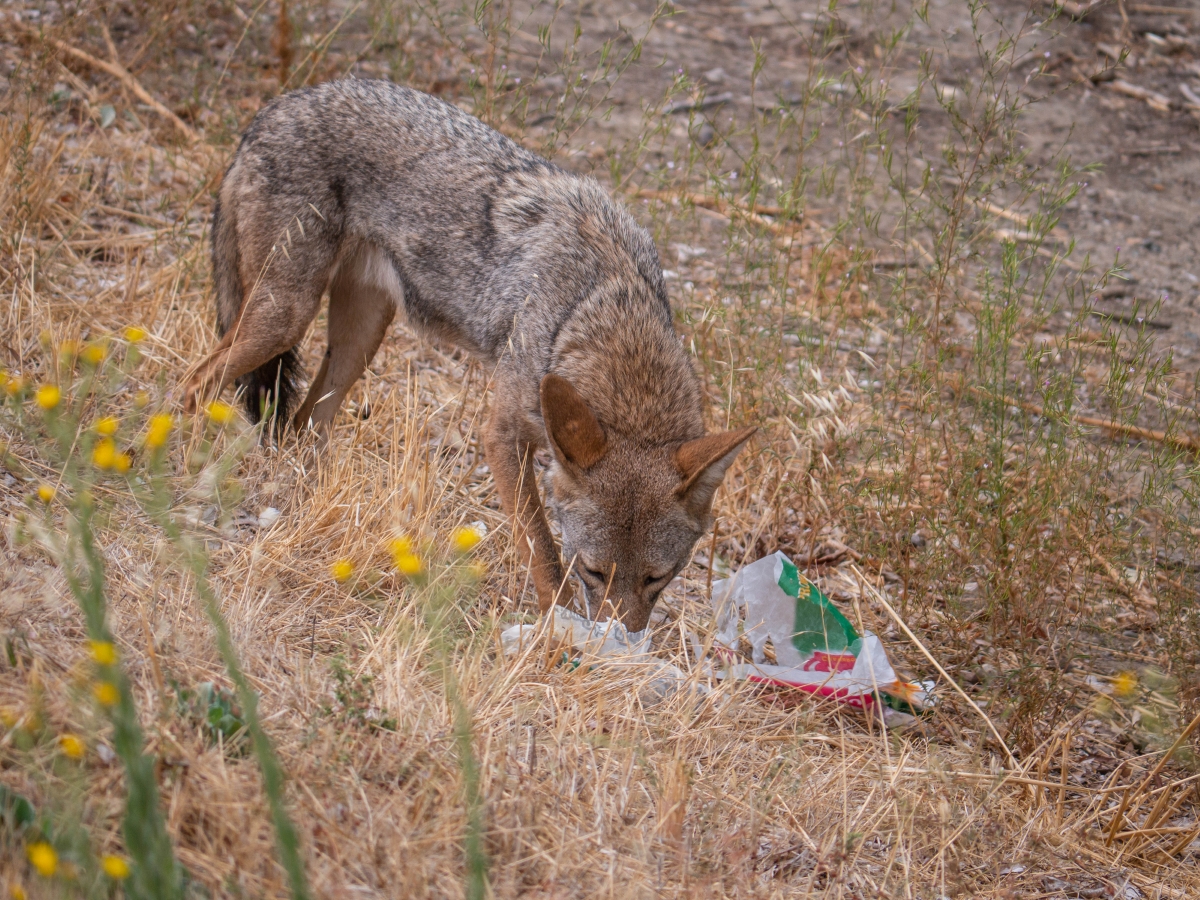 A coyote is picking through trash on the ground for food.