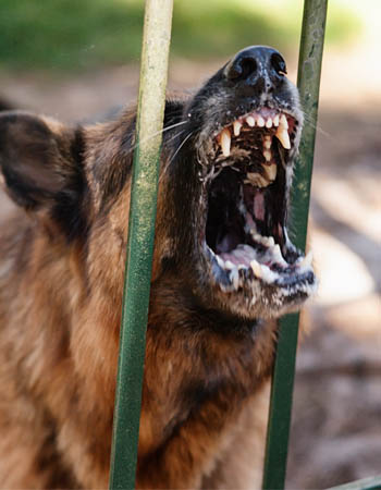 Does Having a Dog Deter Burglars Dog Barking Detters Burglars