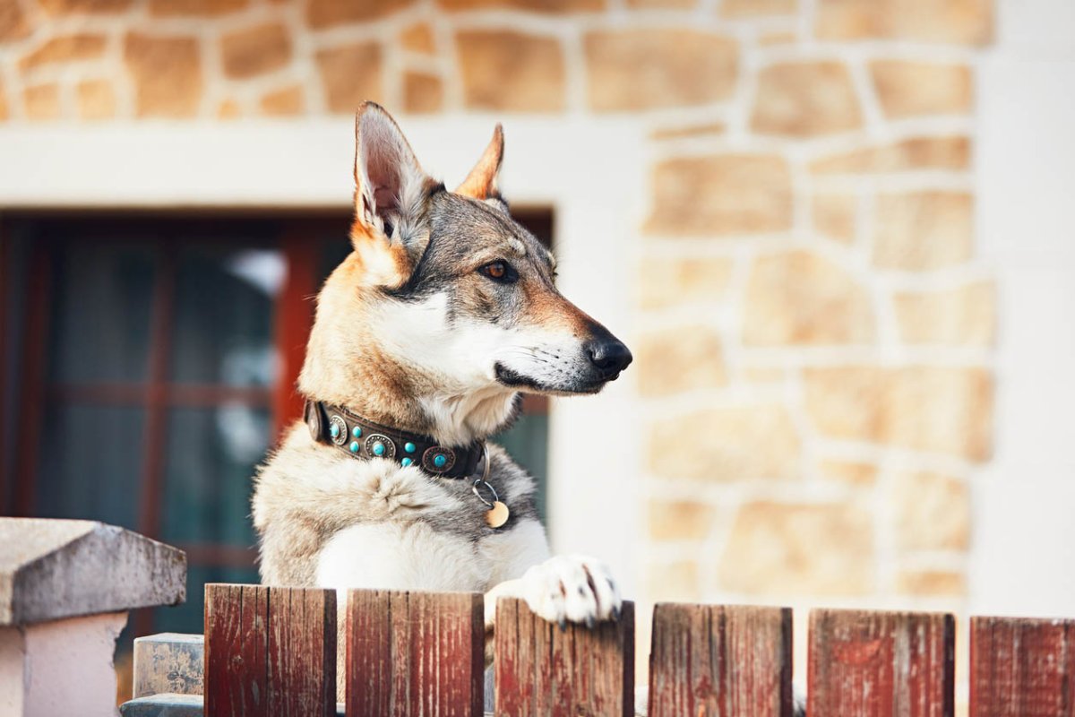 Does Having a Dog Deter Burglars