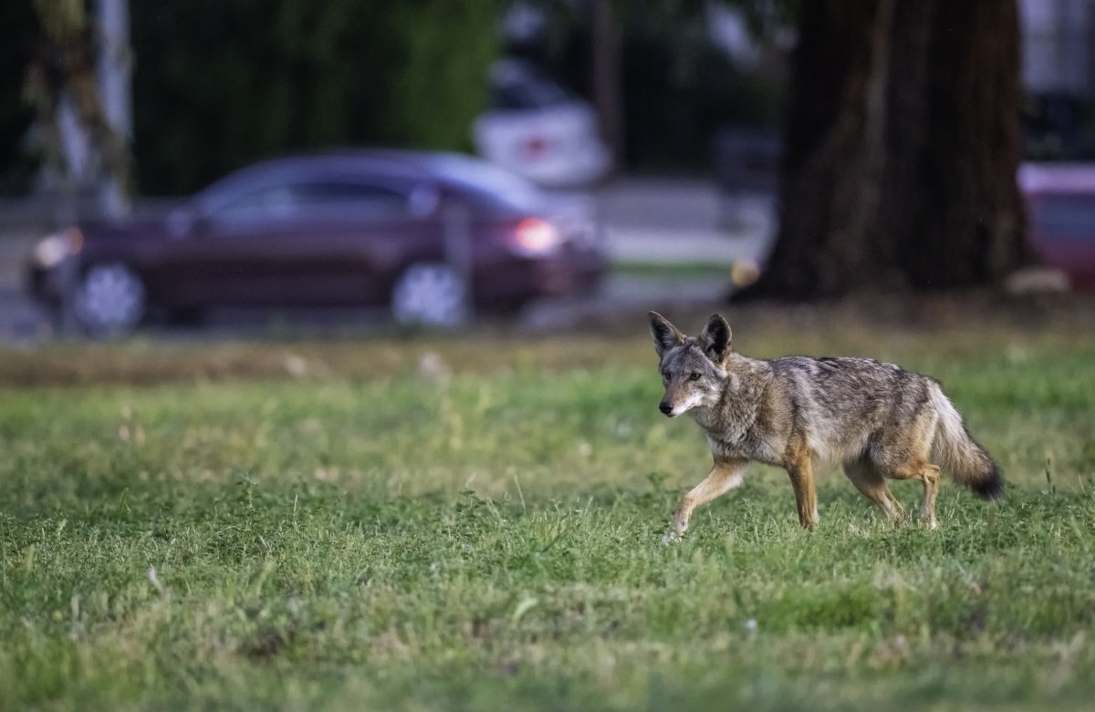 A young coyote is walking near the road with parked cars in the distance.