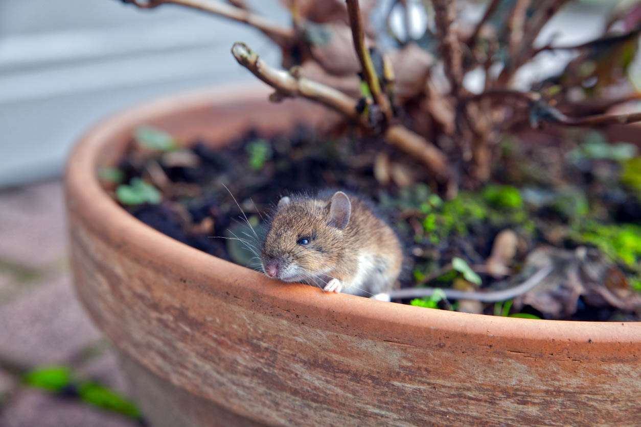 House Mouse vs. Deer Mouse Different Length