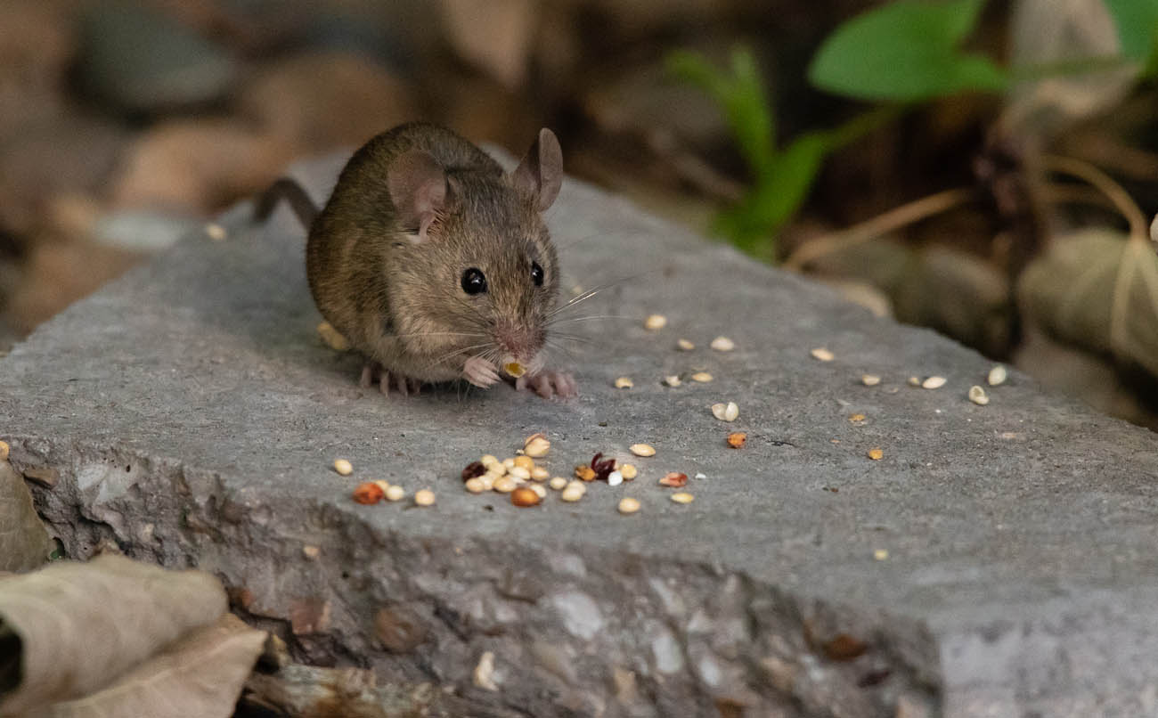 House Mouse vs. Deer Mouse Hoarding