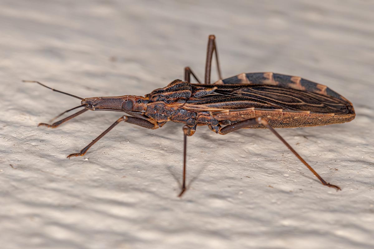 How To Get Rid of Kissing Bugs