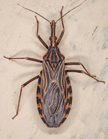 How To Get Rid of Kissing Bugs