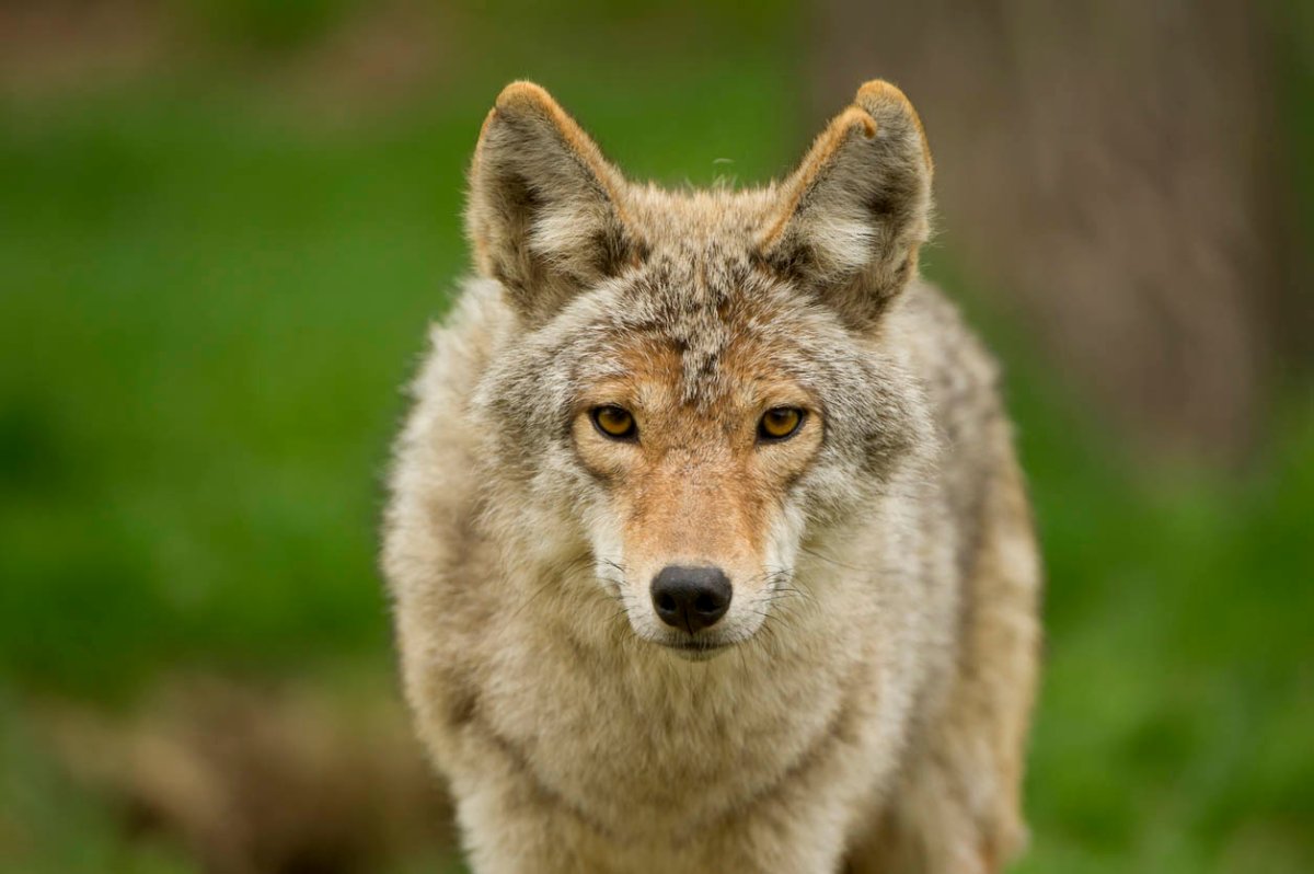 Close front-facing view of a coyote.