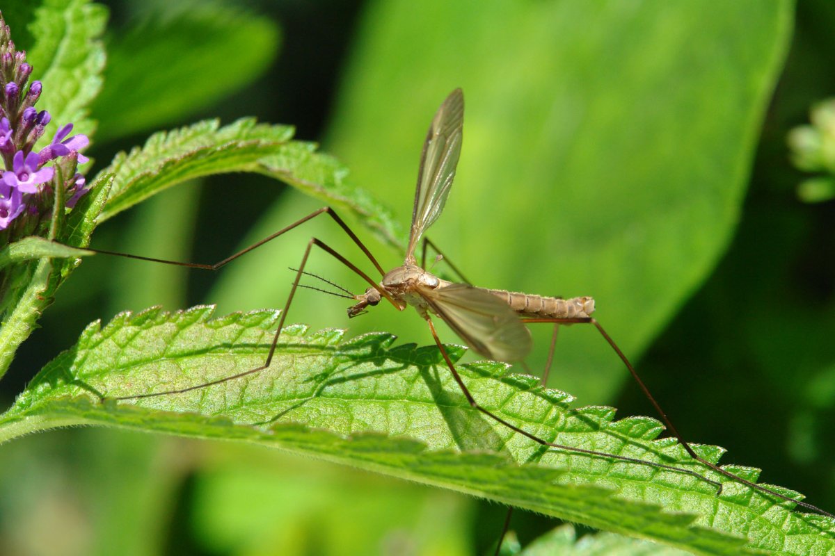 How to Get Rid of Crane Flies