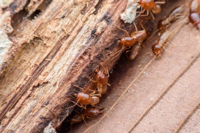 Signs of Termites