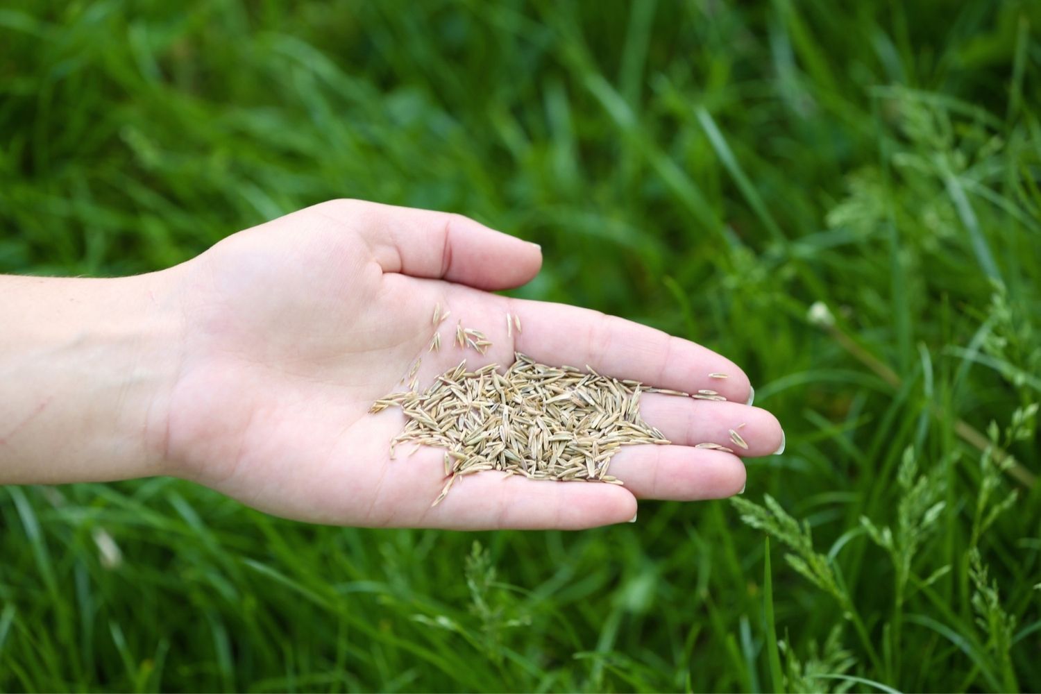 The Best Kentucky Bluegrass Seed Options