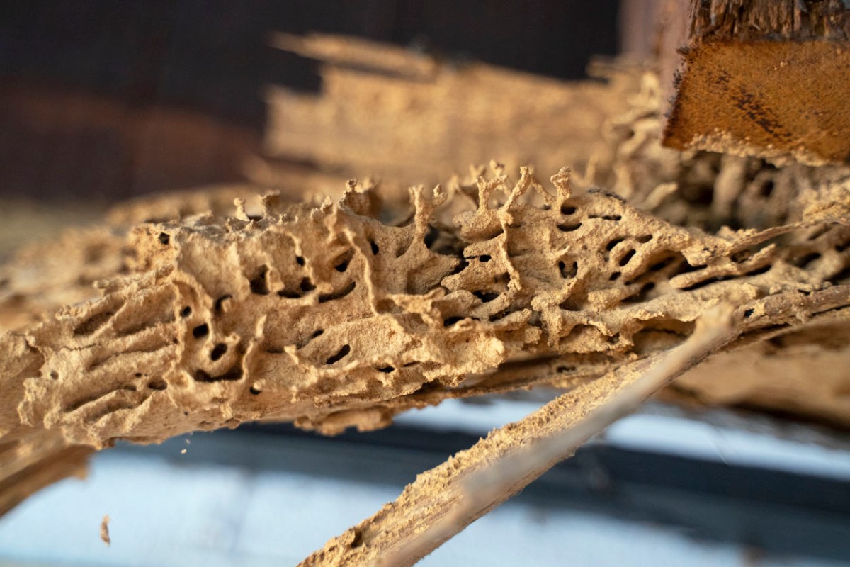 What Do Termites Look Like? Solved! (Homeowner's Guide) - Bob Vila