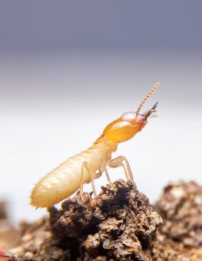 What Do Termites Look Like? Solved! (Homeowner's Guide) - Bob Vila