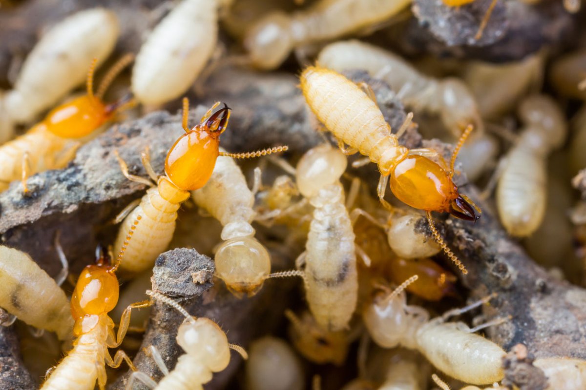 What Do Termites Look Like