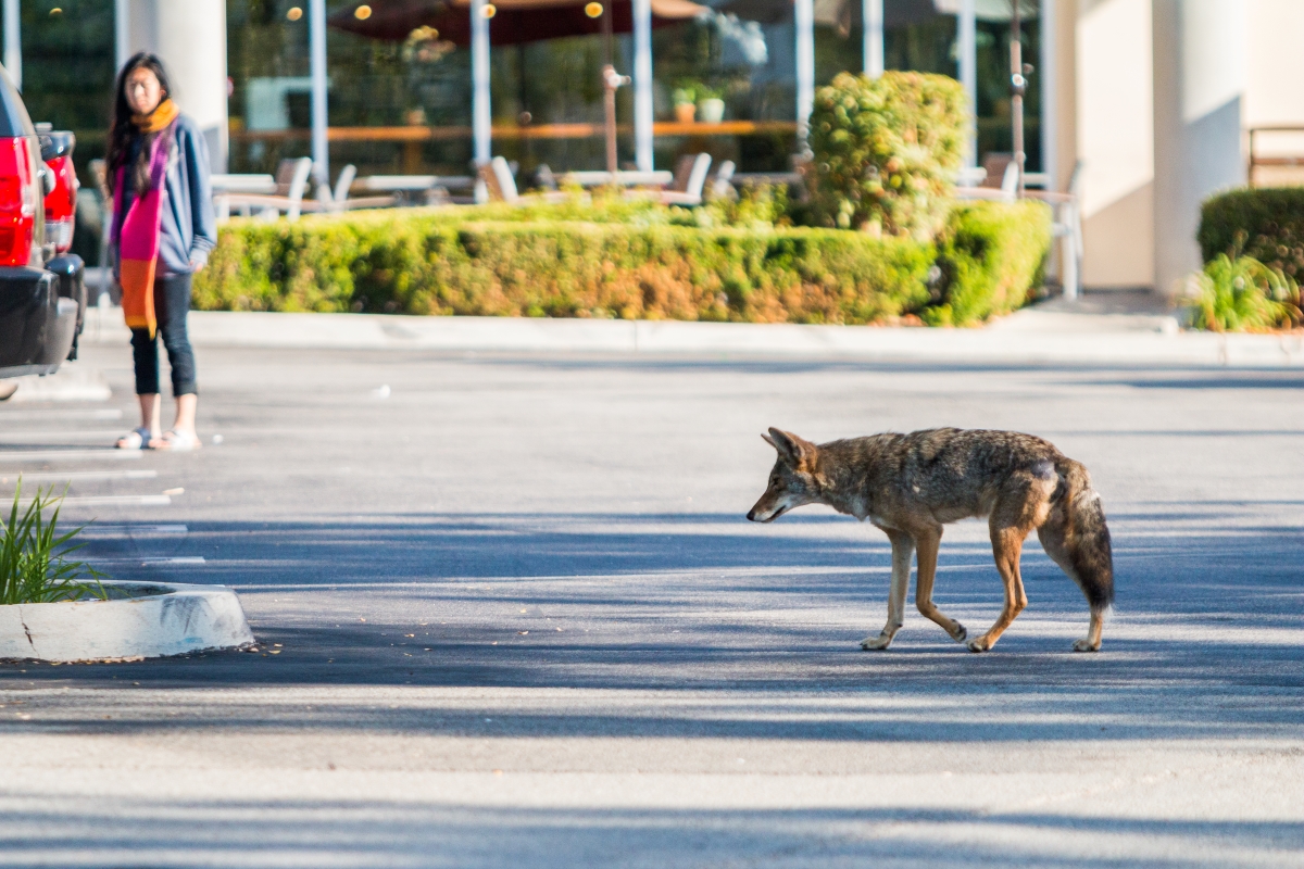 A coyote is in the parking lot with a woman in the background.