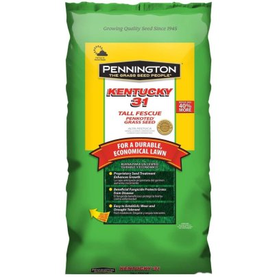 The Best Tall Fescue Grass Seed Option: Pennington Kentucky 31 Tall Fescue Grass Seed