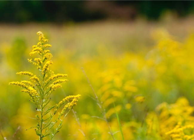 ragweed vs goldenrod