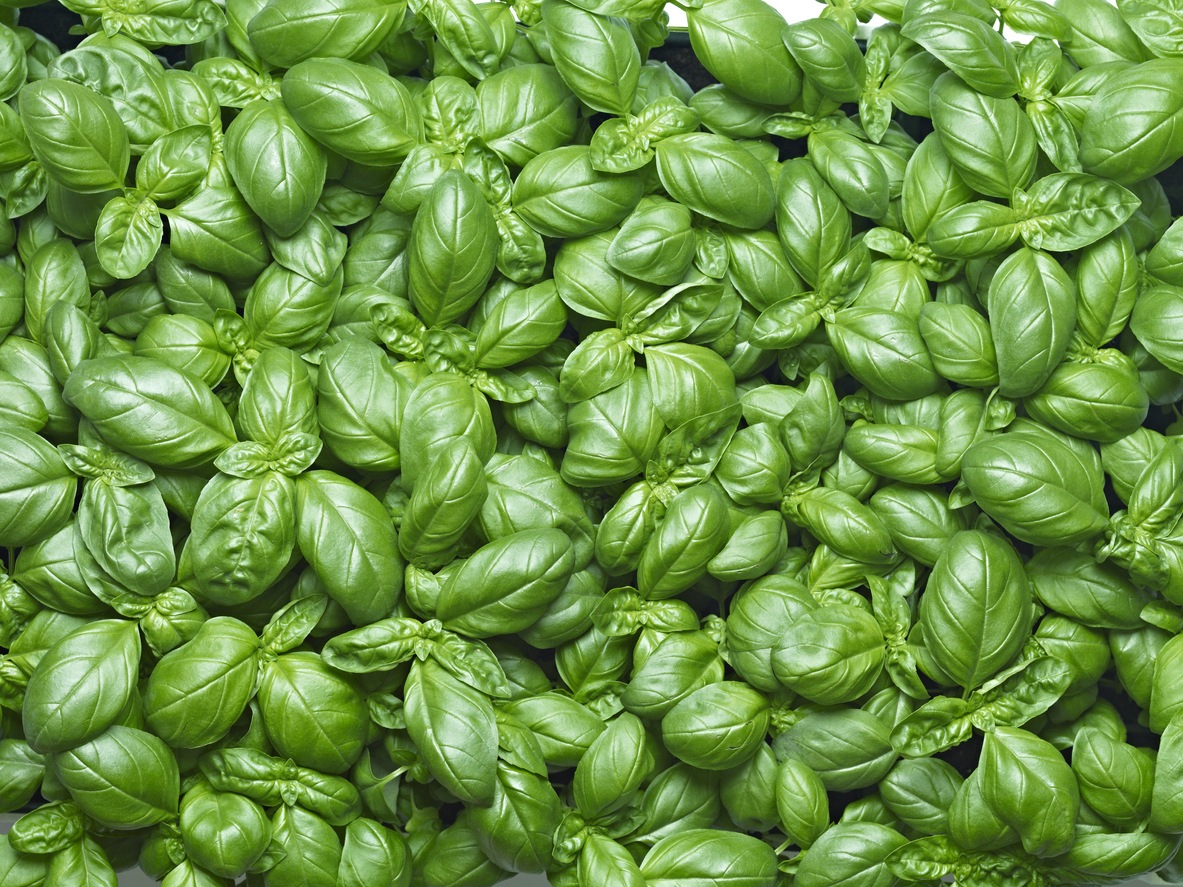 how to grow basil