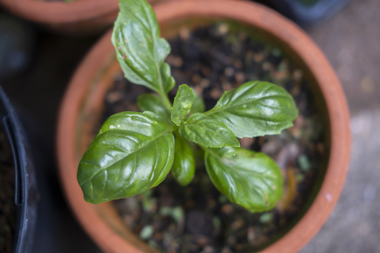 how to grow basil