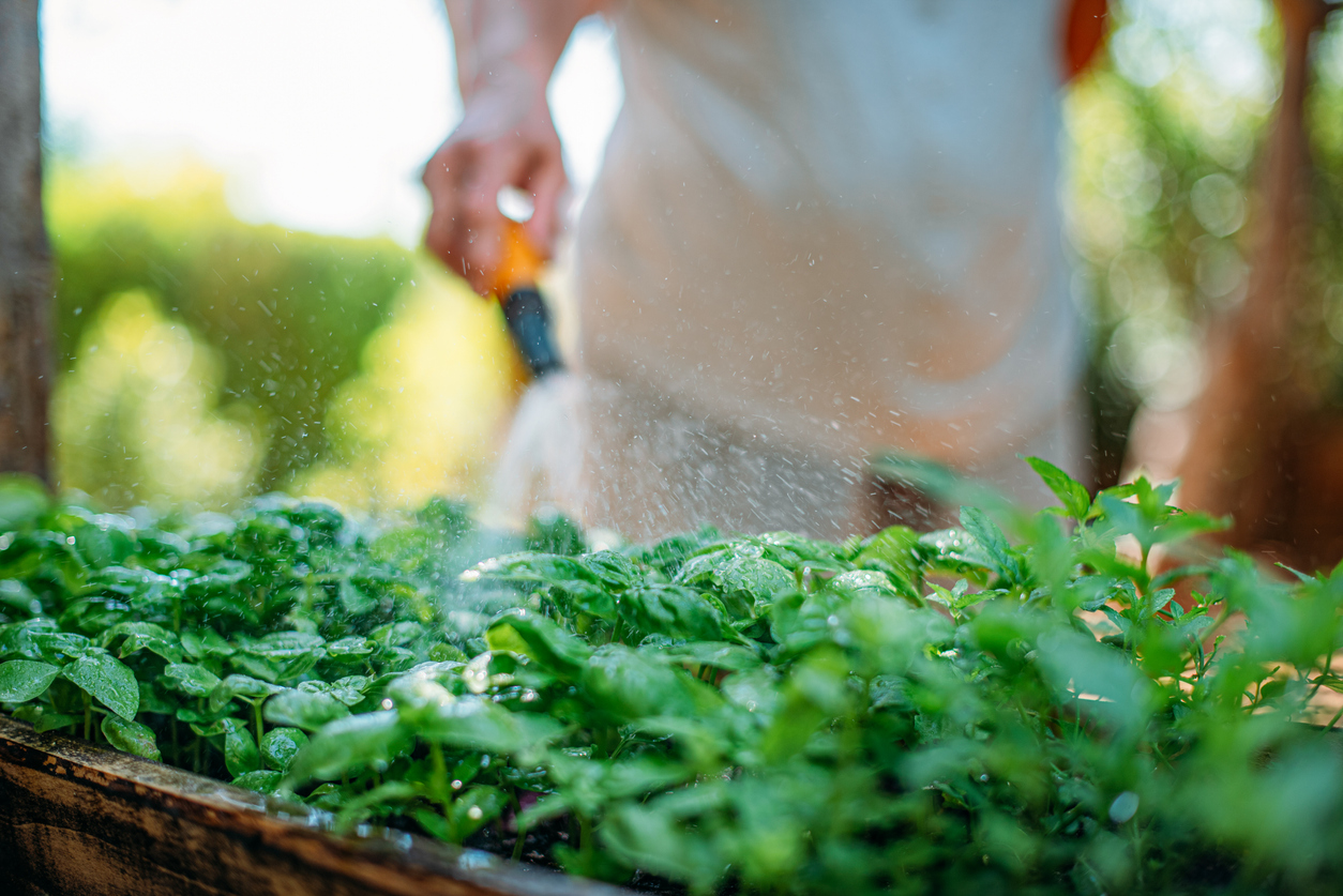 how to grow basil