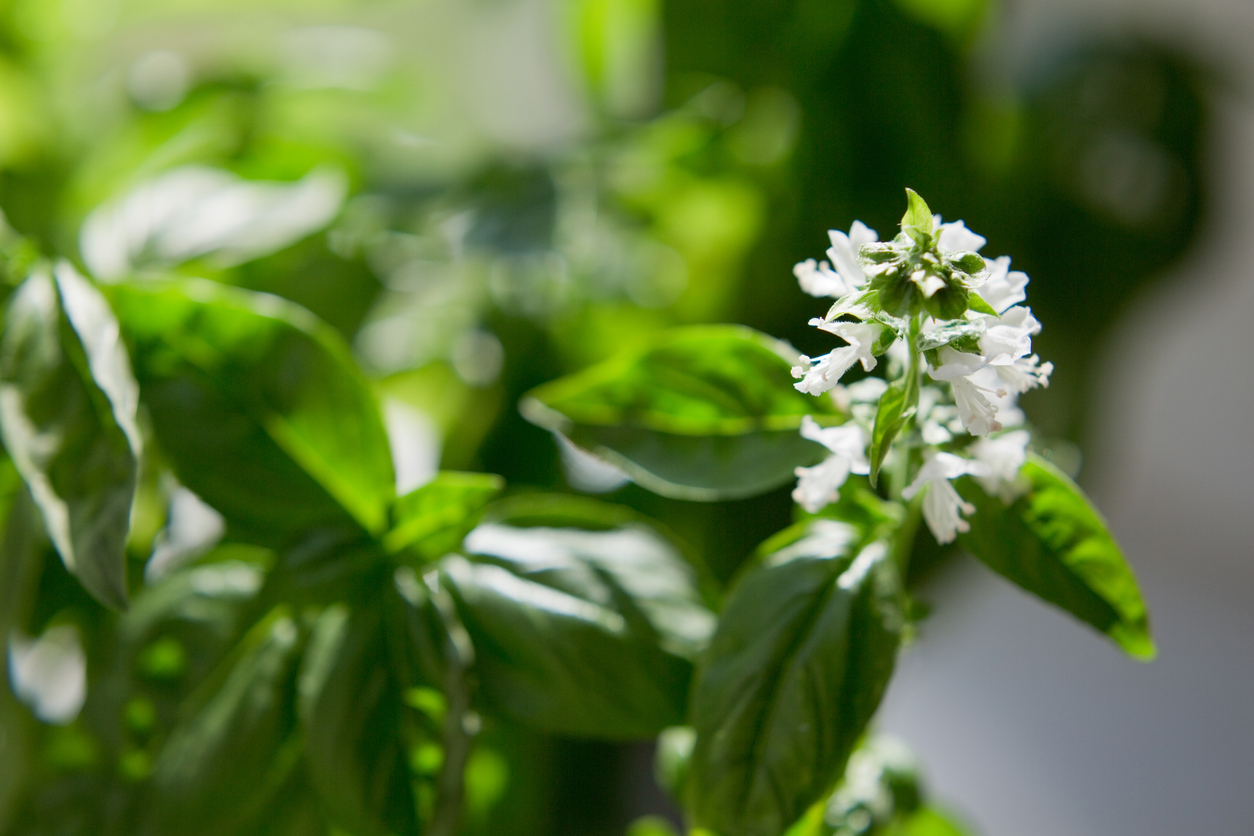 how to grow basil