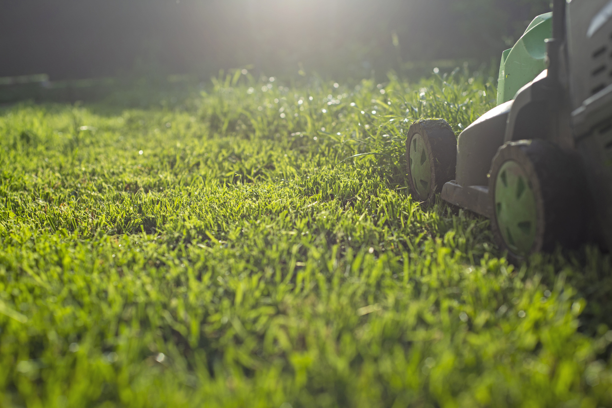 Summer and spring season sunny lawn mowing in the garden.