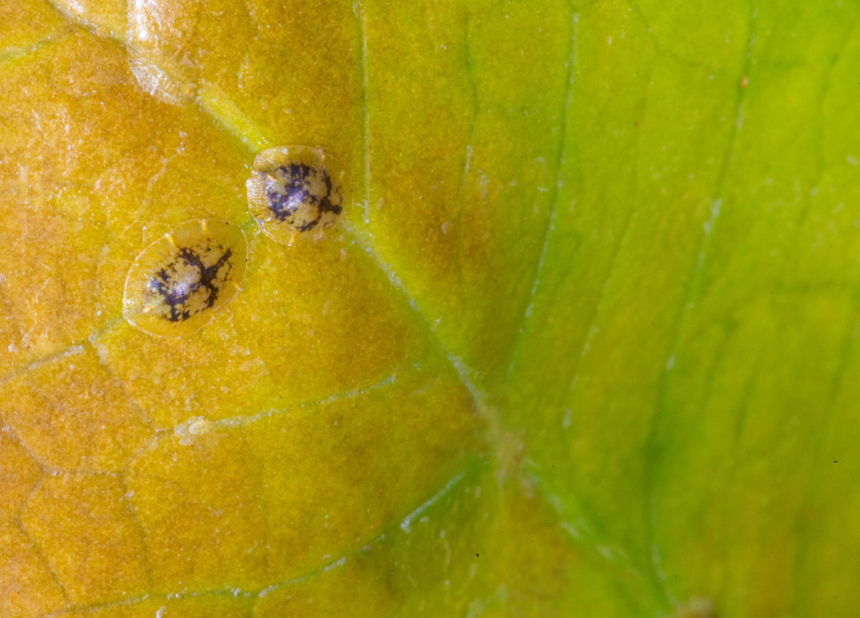 Macrophotography of Diaspididae insects on leaf vessel. Armored scale insects at home plants. Insects sucking plant. Infested.