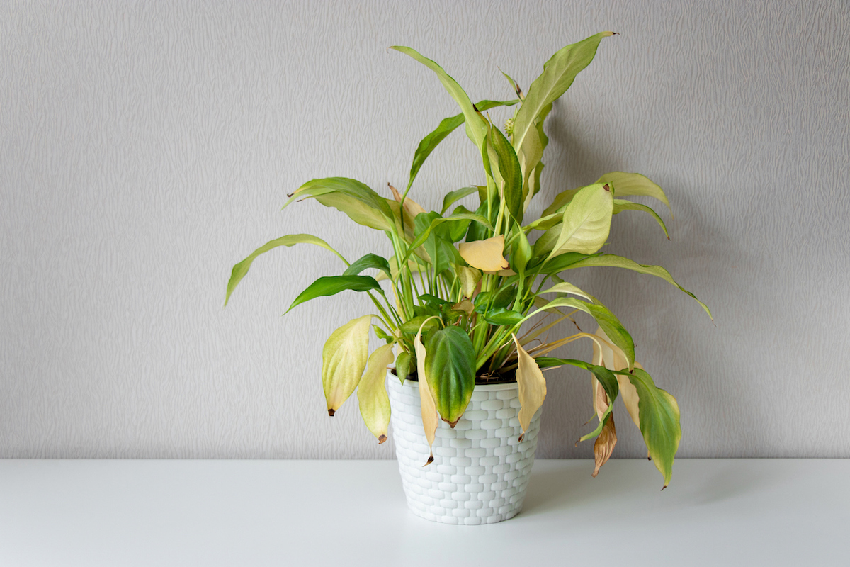 yellow leaves on houseplant