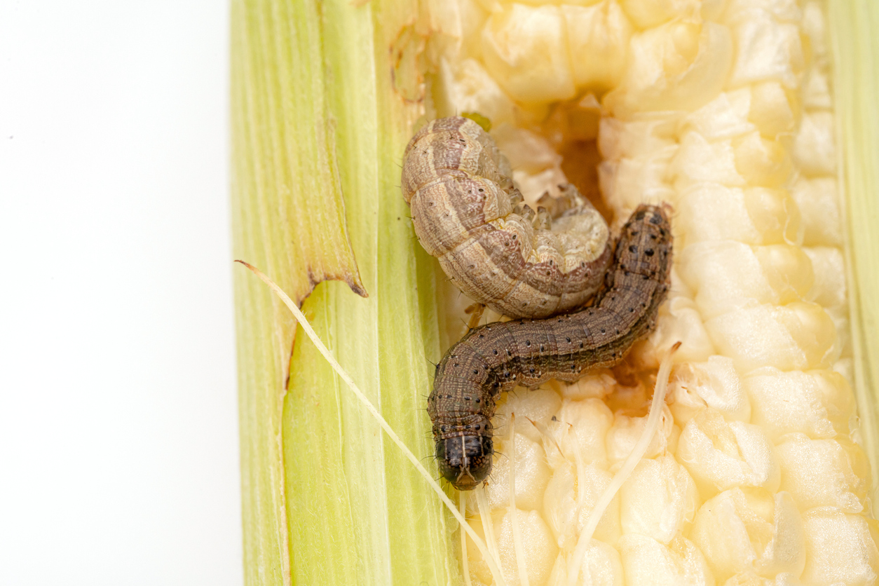 Fall armyworm on damaged corn with excrement.