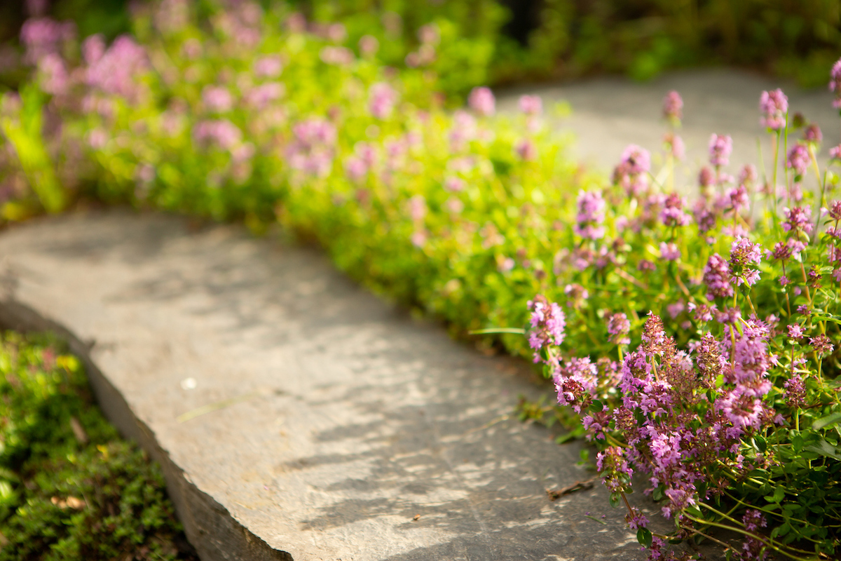 A stepping stone path in a garden in surrounded with flowering creeping thyme.