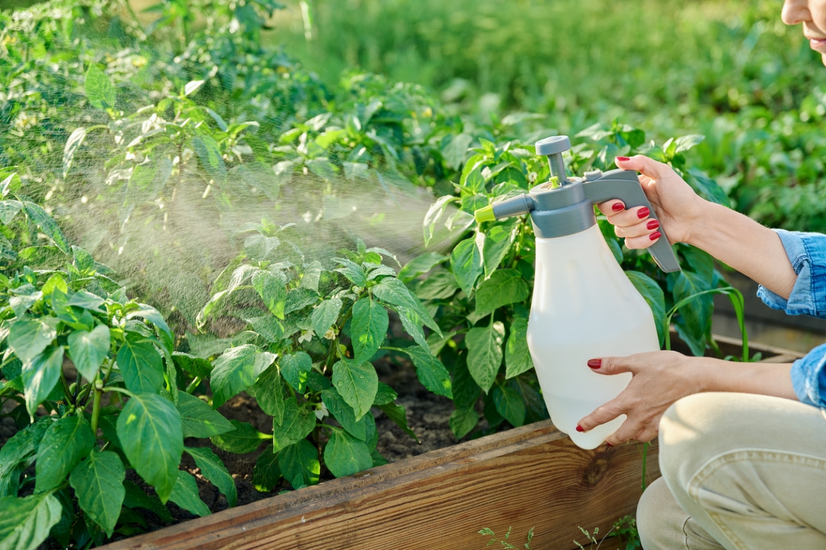 How To Get Rid of Whiteflies on Plants Without Using Pesticides