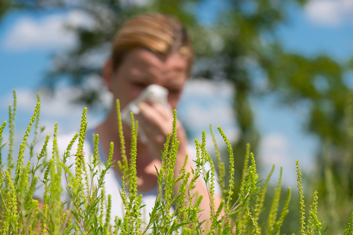 ragweed vs goldenrod