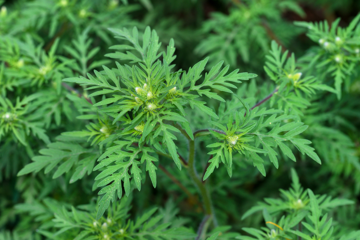 Green Ragweed plant growing outdoors.