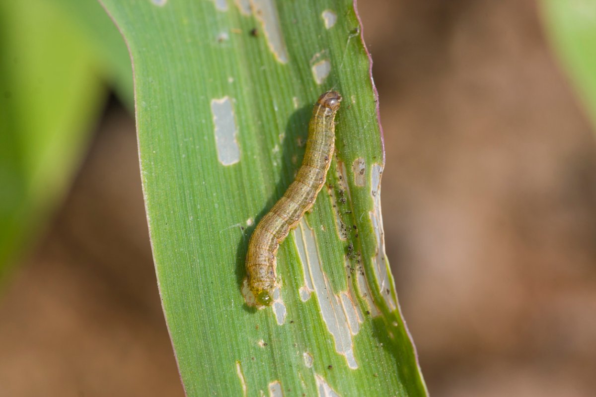 Fall armyworm Spodoptera frugiperda (J.E. Smith, 1797) on the corn leaf