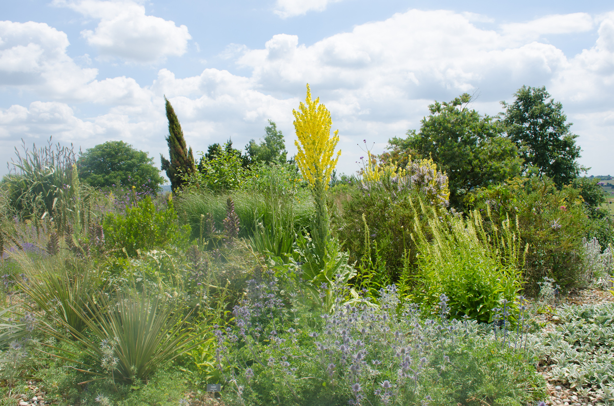 Backyard with native local plants.