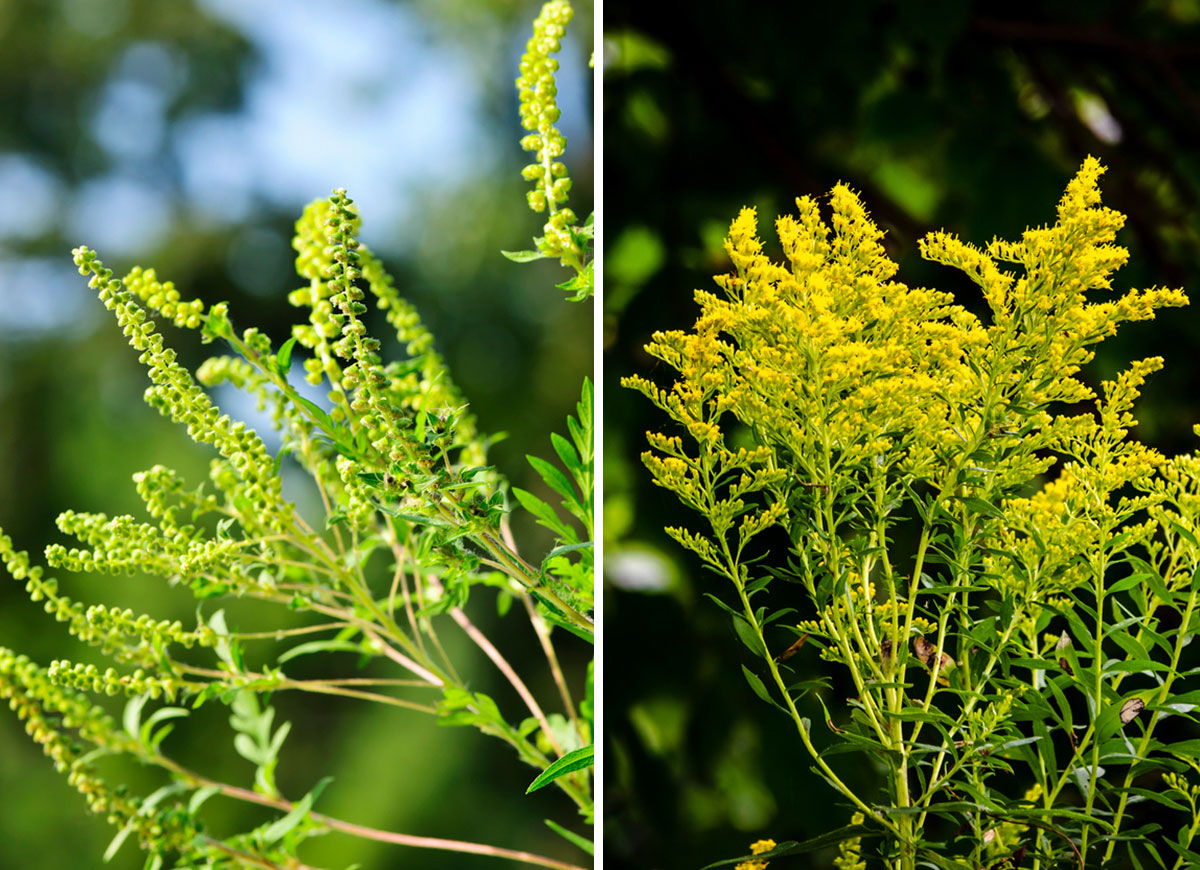 ragweed vs goldenrod