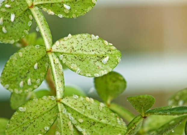 Many whiteflies on the undersides of a plant's leaves.