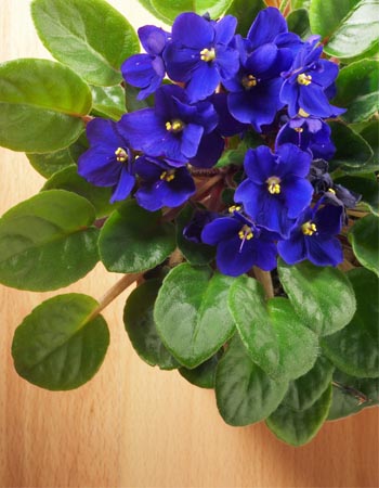 African Violet Care