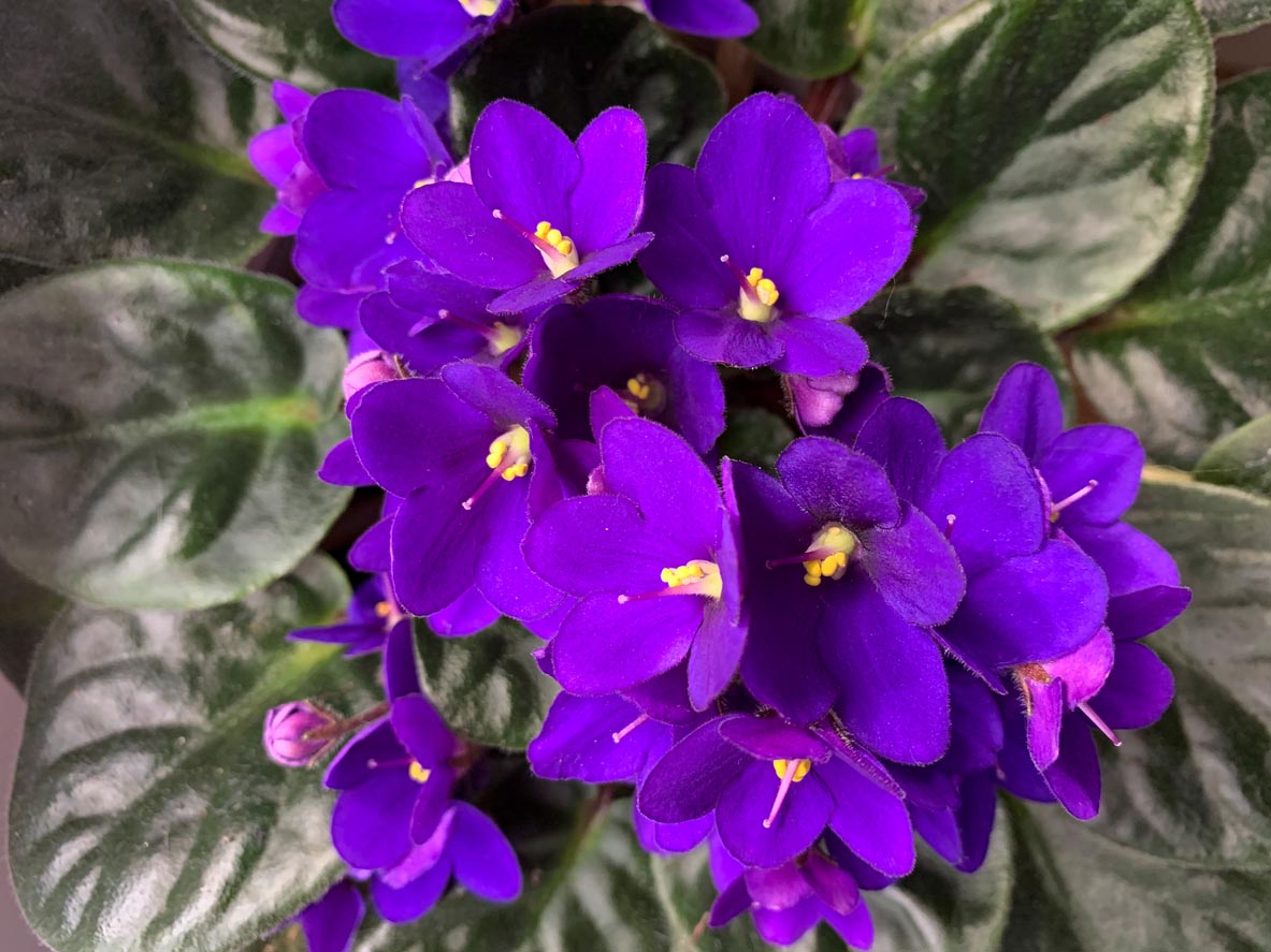 African Violet Care