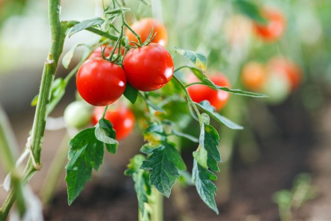 How to Store Tomatoes