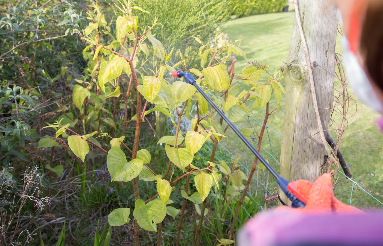 Japanese Knotweed Removal Apply Herbicides