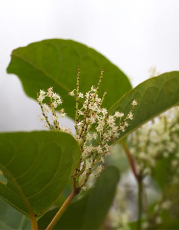 Japanese Knotweed Japanese Knotweed Removal Before You Begin