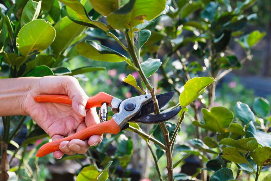 How To Remove Japanese Knotweed From Your Garden, Or When To Call For ...