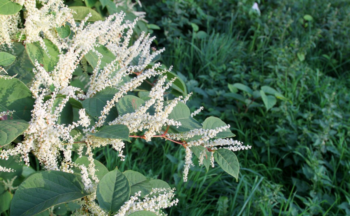 Japanese Knotweed Removal