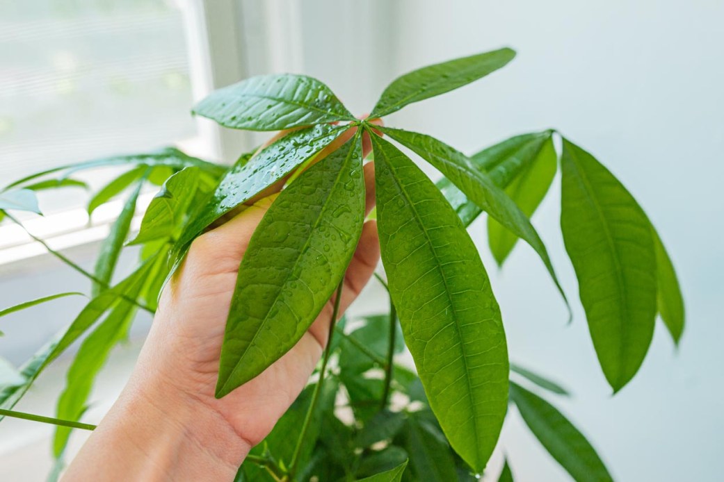 Money Tree Care 101: This Plant Care Routine is Ideal for Newbie Plant ...